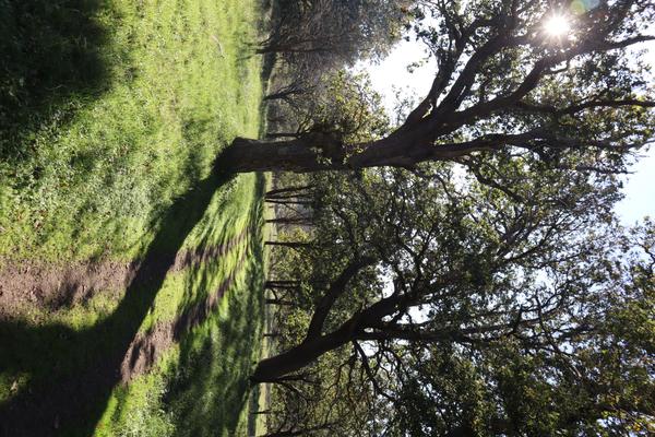 A vibrant outdoor scene captures a sun-drenched wooded area with lush green grass and a winding dirt path